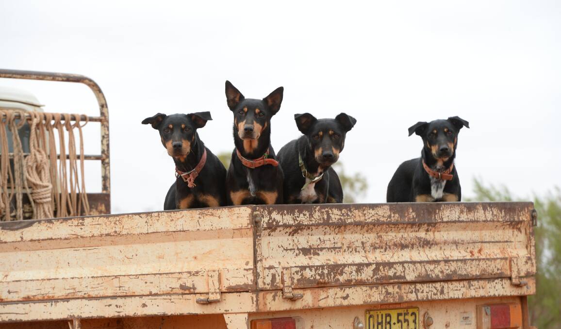 The NSW DPI has committed to further consultation after breeders labelled the proposed Prevention of Cruelty to Animals Standards and Guidelines a dog’s breakfast.
