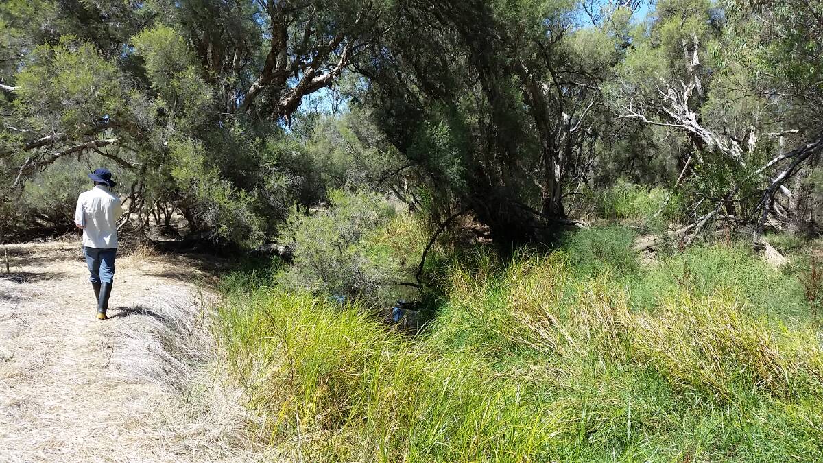The Leschenault Catchment Council have received funding to help restore and conserve land in the Benger swamp area.