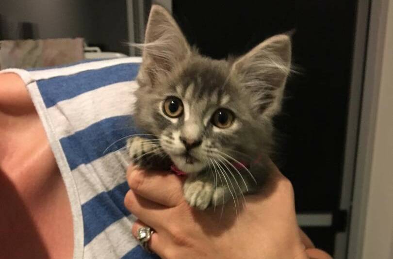 The kitten was rescued from the Eelup roundabout on Friday.