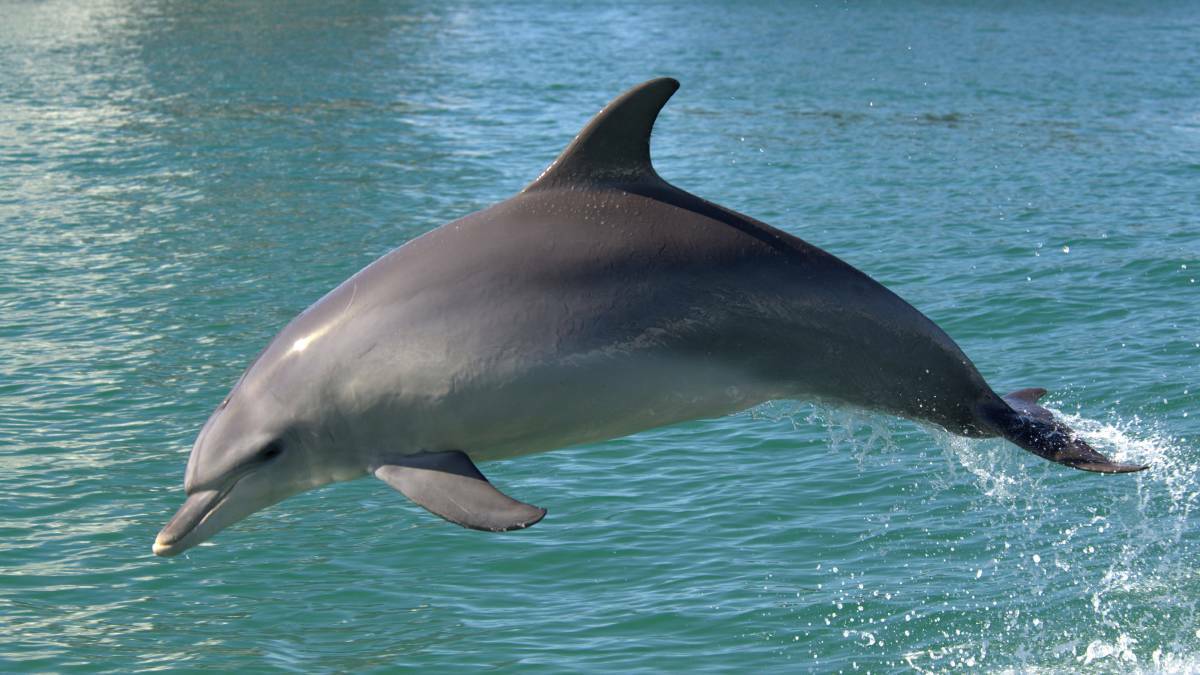 Insights into the abundance and movement patterns of bottlenose dolphins have been revealed by a Bunbury based study.