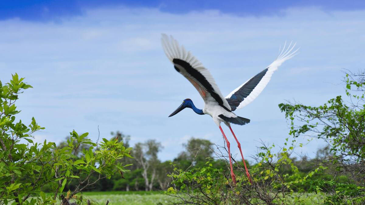 A fabled sight … a jabiru takes off in Kakadu. 