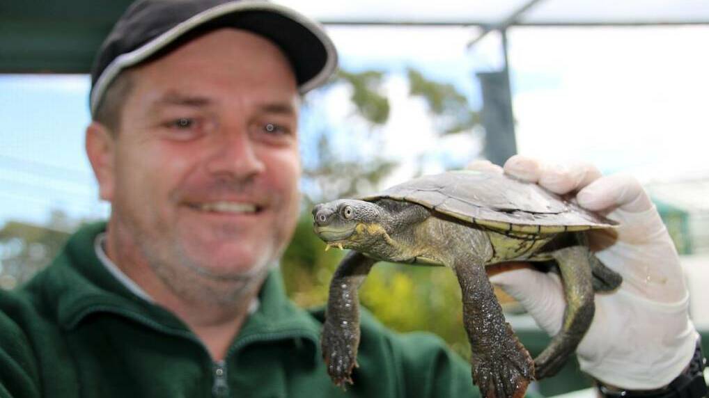 Zoo keeper, Adam Skidmore with one of the turtles. 