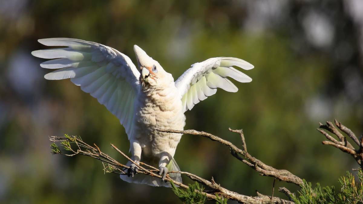The City of Bunbury and the Department of Parks and Wildlife have committed to steps to reduce the population of a damage causing pest - the little corella. 