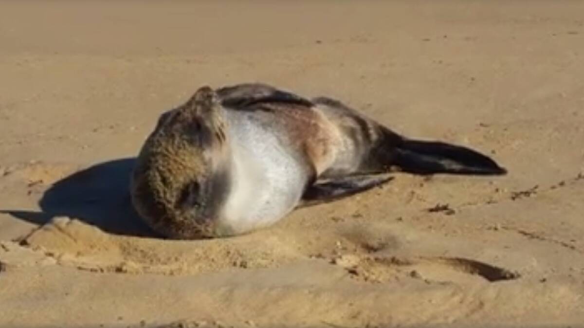 Department of Parks and Wildlife have captured footage of a young subarctic fur seal enjoying a break on Binningup Beach.