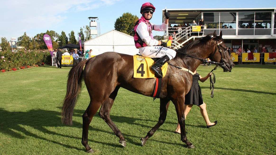 Shaun O'Donnell aboard 2014 Bunbury Cup winner Classique Ivory. Photo: Andrew Elstermann.