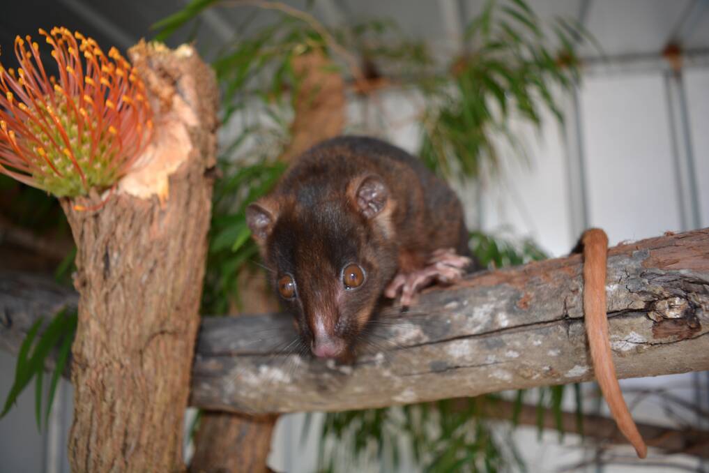 SWCC has launched a crowdfunding campaign to save the Western Ringtail Possum, which could be wiped out within the next 20 years if current trends continue.