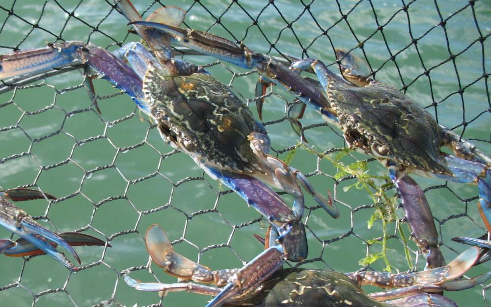 Fisheries officers are investigating the sudden death of around 500 blue swimmer crabs at Belvidere Beach near Bunbury. 
