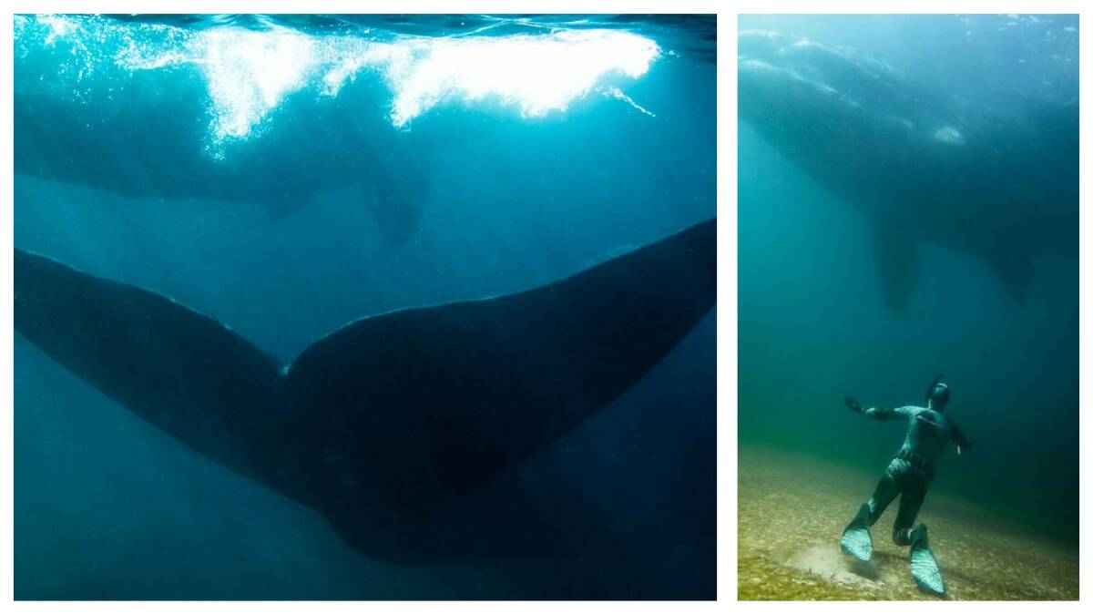 Pictures: Danny Lee - Submerged Images Tasmania 