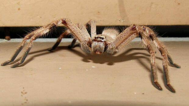 Huntsman spiders often go inside homes. Photo: Supplied
