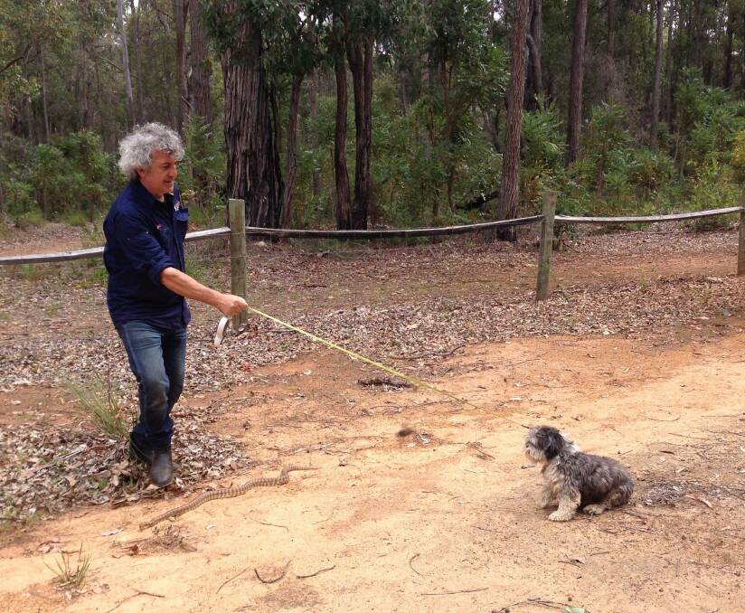 Paws for thought: Snake avoidance training specialist David Manning to help train South West pets and pet owners next month. Photo: Supplied. 