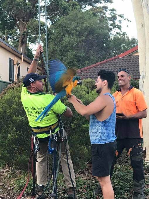 REUNITED: Wayne from Bay and Basin Tree Services, the hero of the day, hands back the baby macaw to her owner. Picture: Jade Davies-Bonham