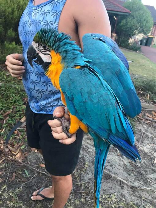 $8000 pet macaw rescued from treetop