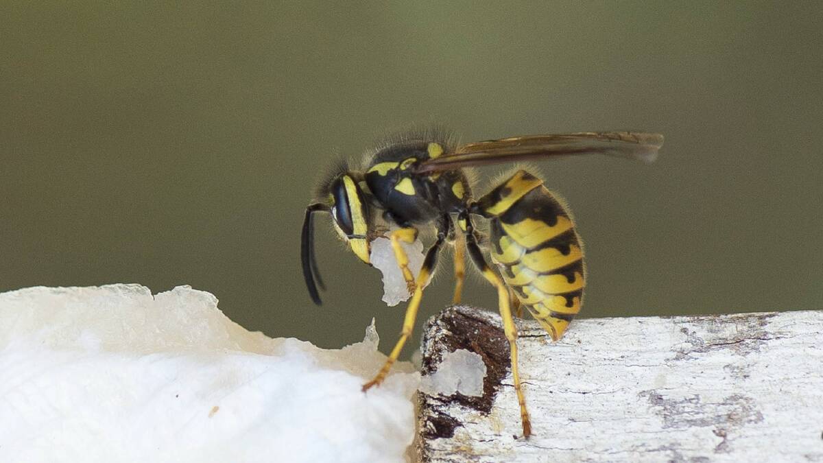 The wasps have a thick-body and are about the same size and shape as a bee. They are a bright lemon-yellow colour with black stripes and yellow legs. Photo: Ben Hughes.