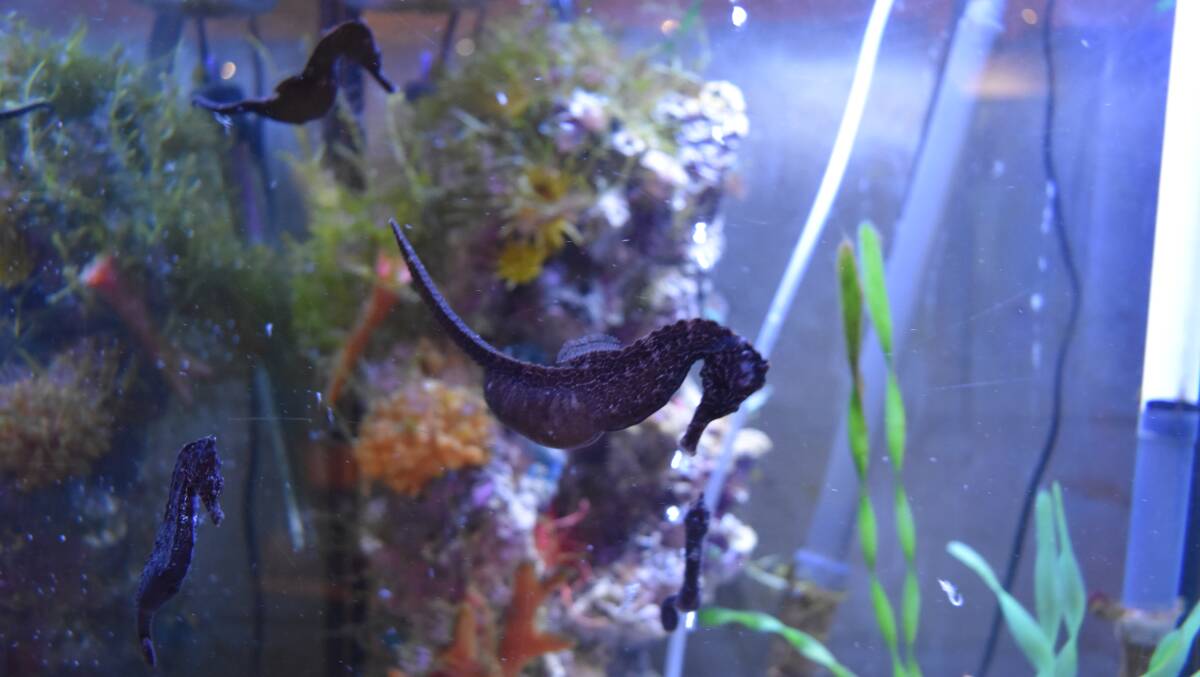 A male seahorse (pictured above) at the Dolphin Discovery Centre in Bunbury is expected to give birth to up to 300 babies imminently. 