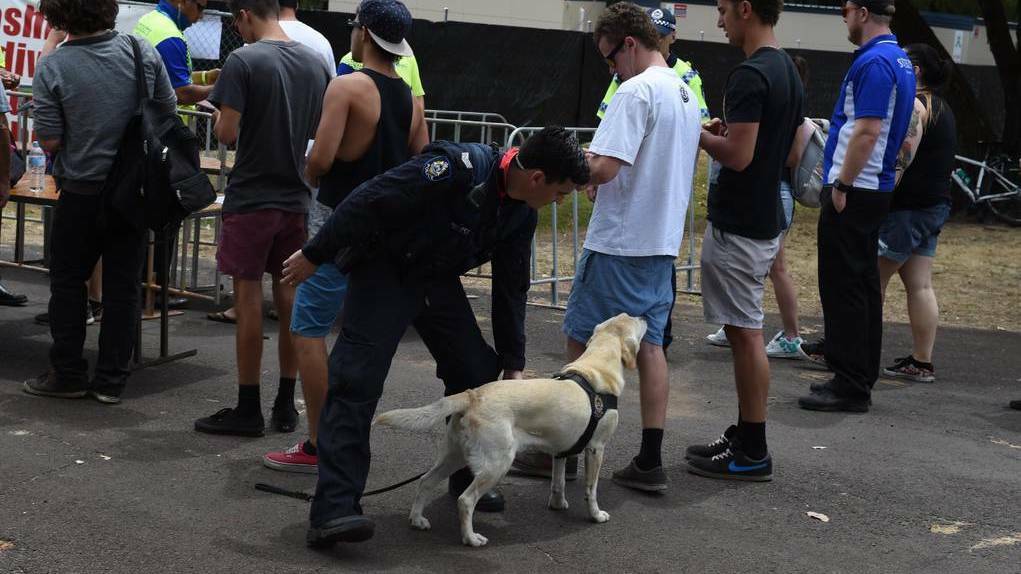 A drug dog sniffing festival goers. 