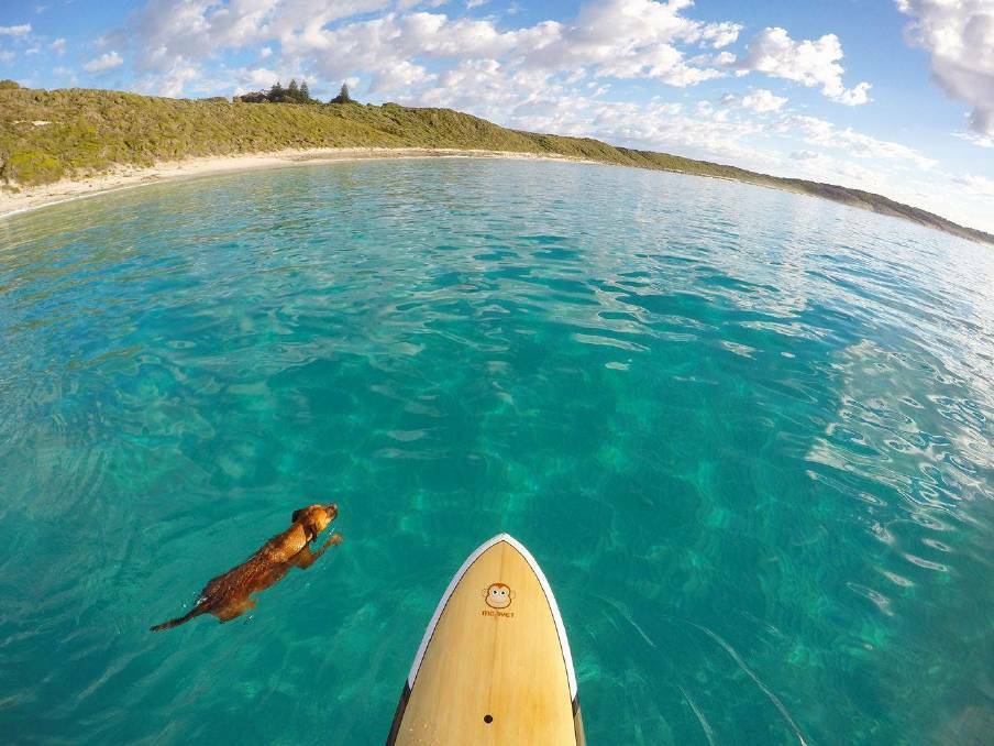 Kuta prefers to swim alongside owner Erin Cummings in the crystal clear waters of the Esperance coastline rather than catch a ride on the paddle board.