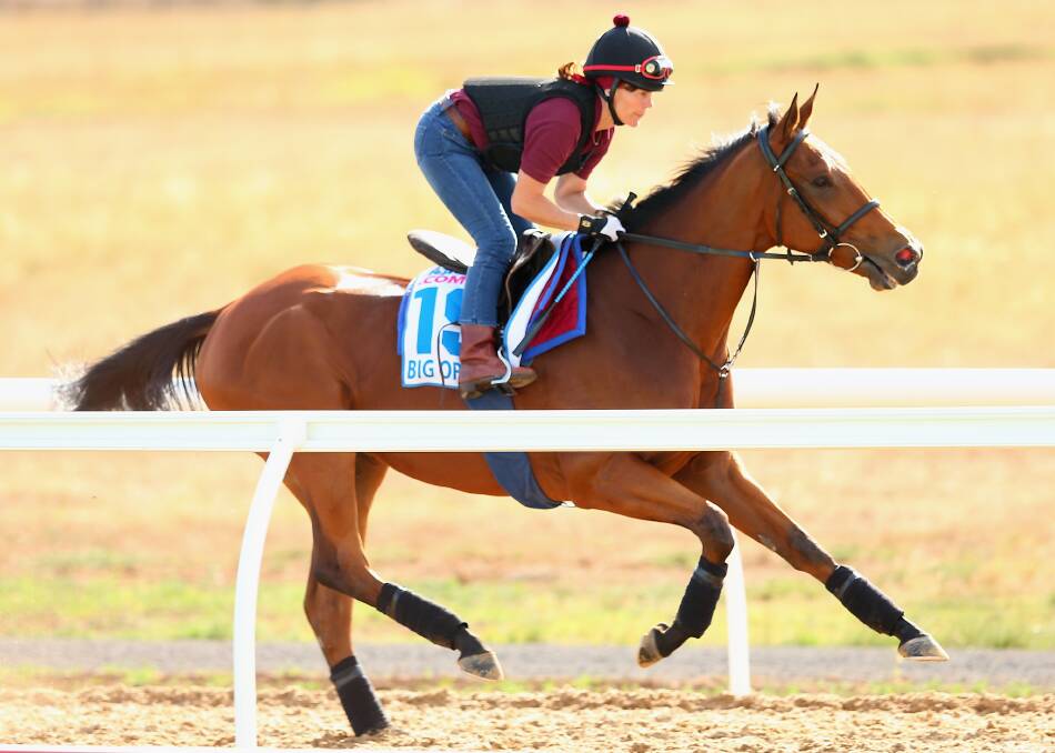 Big Orange works during a trackwork session at Werribee Racecourse in Melbourne. Photo: Getty Images.
