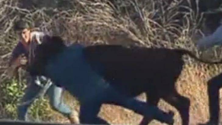 The rogue cow is tackled by chasing rangers. Photo: Ten Eyewitness News Perth