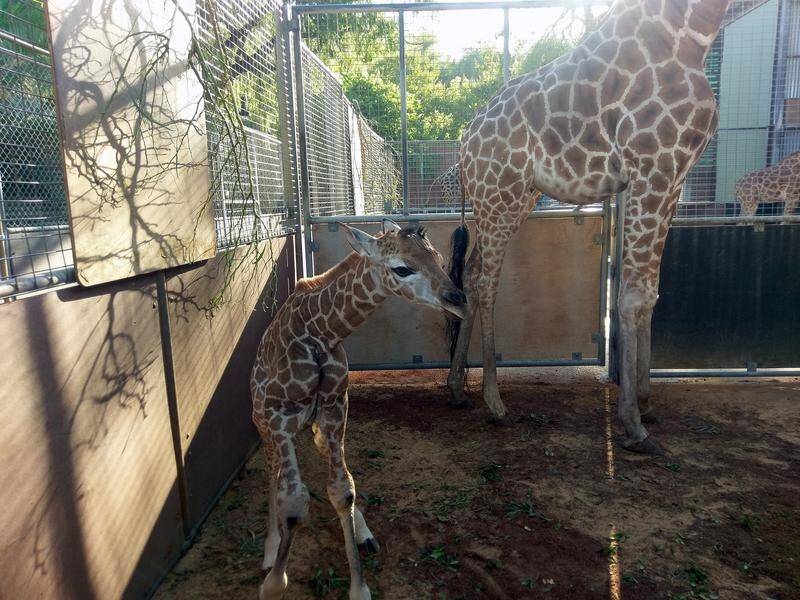 Perth Zoo is ensuring new mother Kitoto has plenty of time with her daughter.
