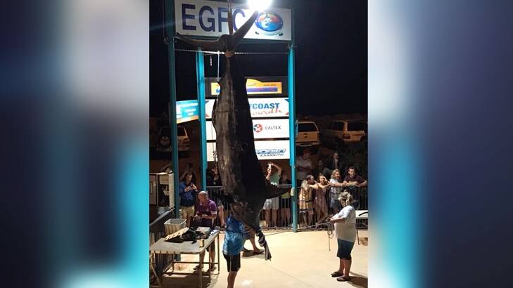 Giant blue marlin catch in Exmouth to break Australian record