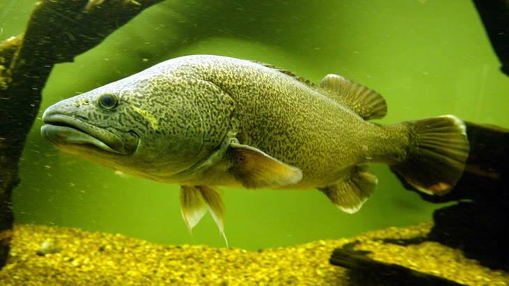 Murray River cod: Graceful predator, but also great eating. Photo: Peter Morris