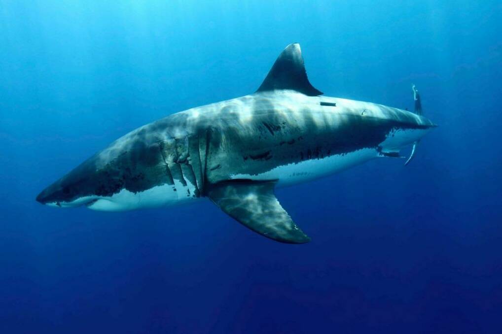 A tagged great white shark is still at large after drum lines failed to lure it to bite. Photo: Carlos Aquiler - WWF