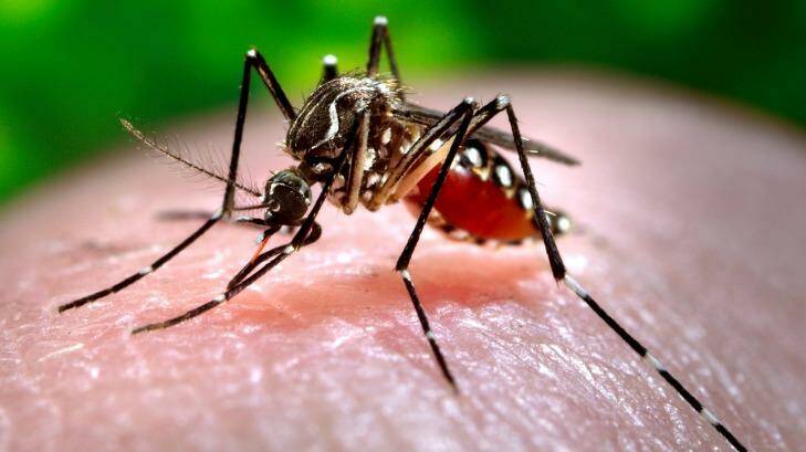 The Aedes aegypti mosquito, which spreads dengue fever. Photo: Supplied