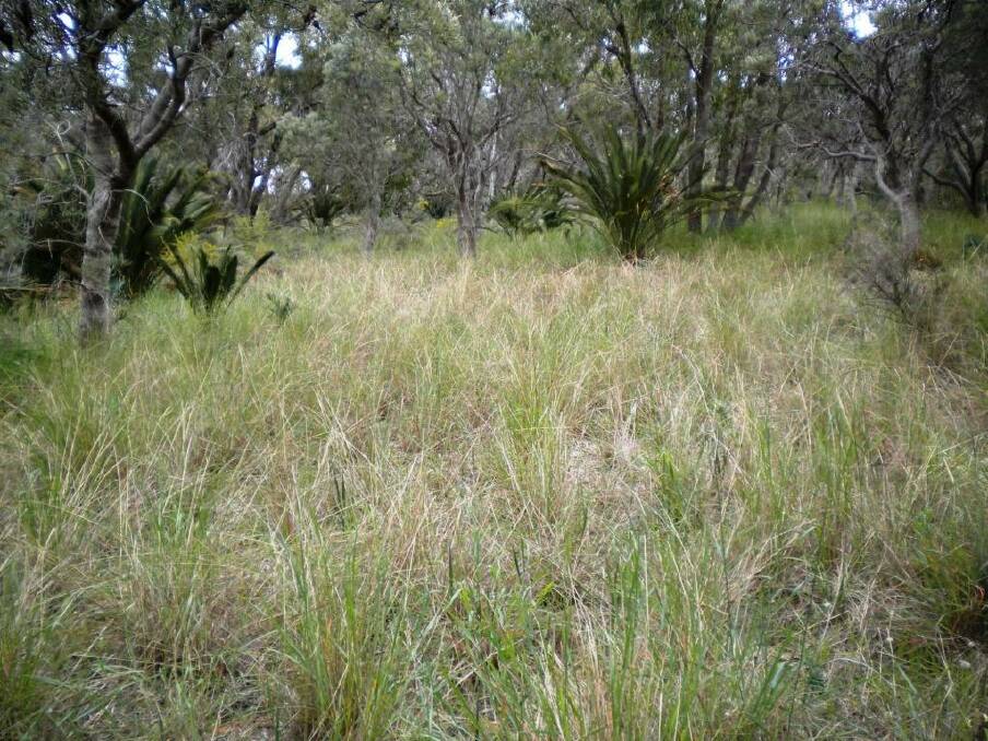 Introduced veld grass shown here can dominate bushland understorey after a fire if not managed.