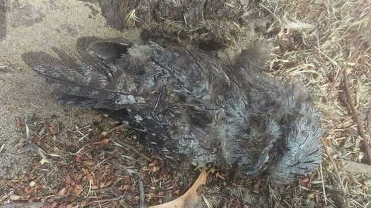 A dead owl witnesses said was found at the site.  Photo: Supplied