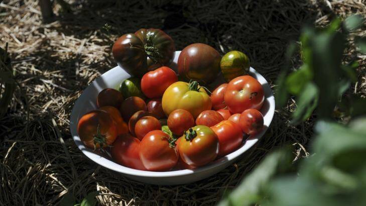 Greg Blood's home-grown tomato varieties. Photo: Graham Tidy