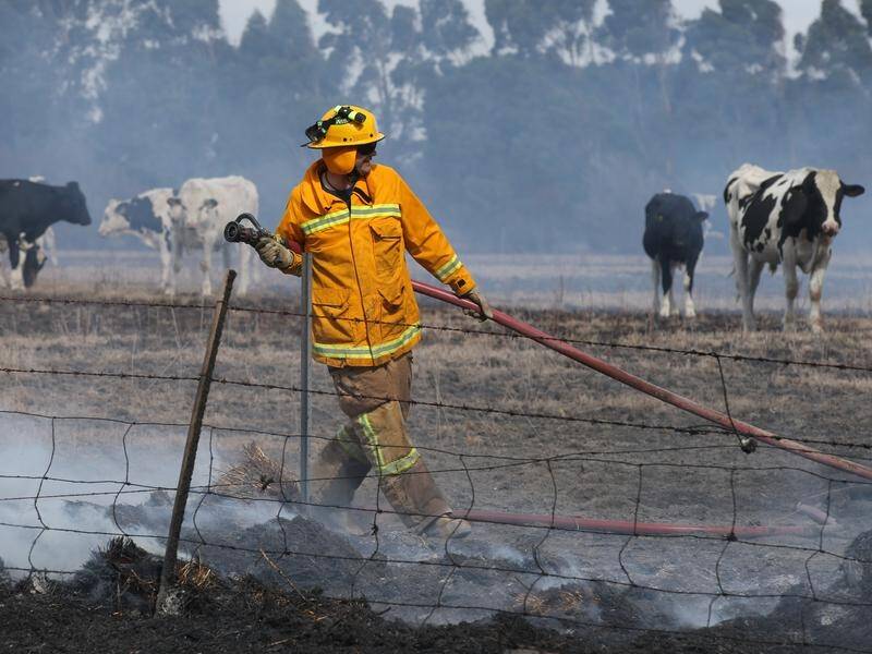 Farmers affected by bushfires in Victoria's southwest fear livestock losses could rise.