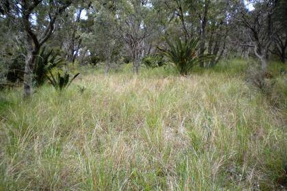 Introduced veld grass shown here can dominate bushland understorey after a fire if not managed.