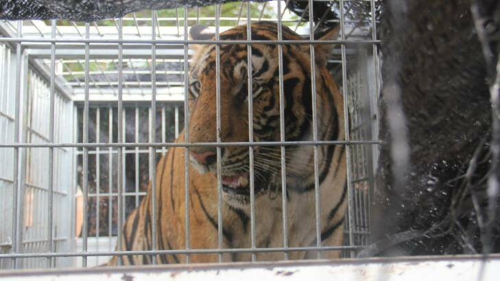 The first tiger to be sedated, caged and loaded onto trucks to be taken away from Tiger Temple Thailand. Photo: Craig Skehan