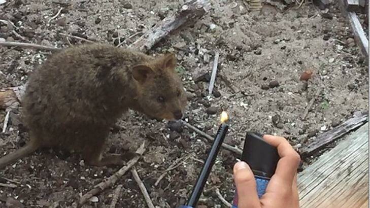 The two French tourists lost their jobs and were fined $4000 for their cruelty to this quokka.