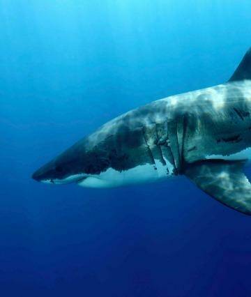 A tagged great white shark is still at large after drum lines failed to lure it to bite. Photo: Carlos Aquiler - WWF