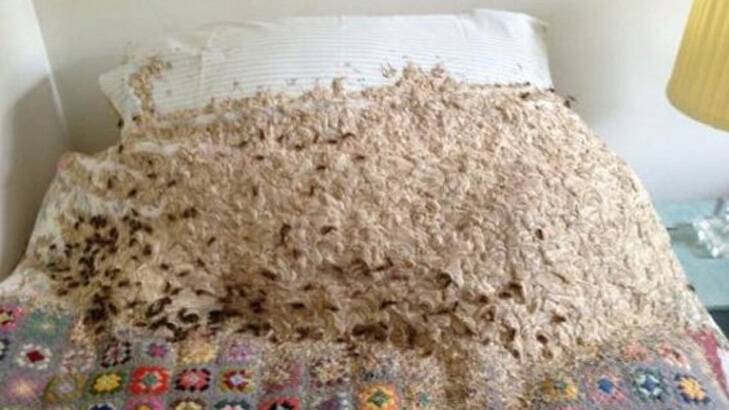 Undisturbed for three months, these wasps made themselves right at home in a spare bedroom.