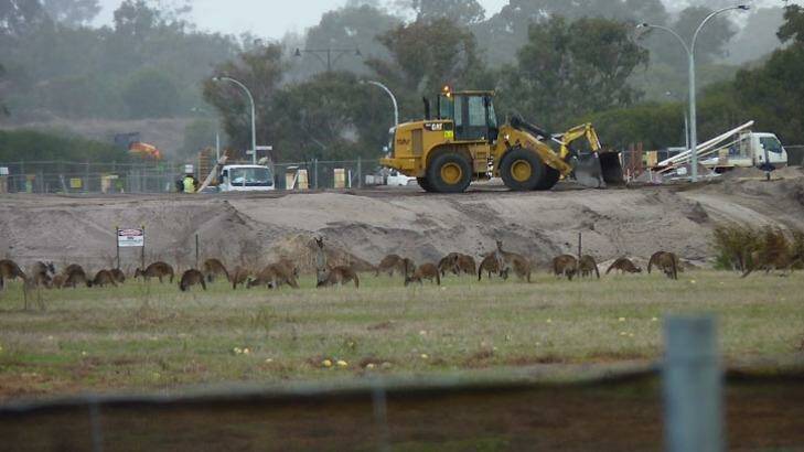 'Landlocked' kangaroos at the development site near Ellenbrook. Photo: Kim Walpole