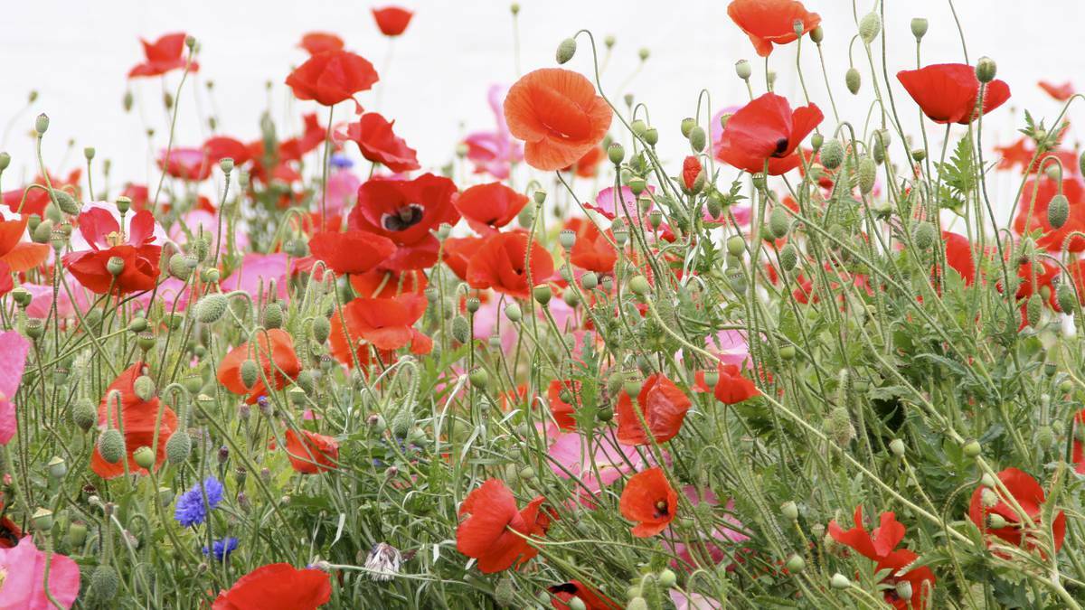 The Department of Agriculture and Food is warning people to be responsible when planting poppies this Anzac Day.