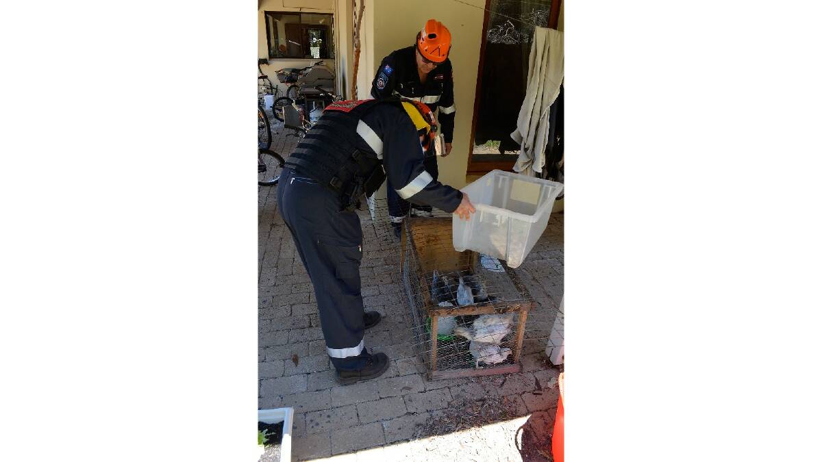 Firefighters inspect pet birds at a house in Perth's hills. Photo: DFES.