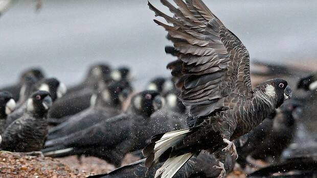 85 black cockatoos have been struck by vehicles over the past eight weeks. Photo: Keith Lightbody.