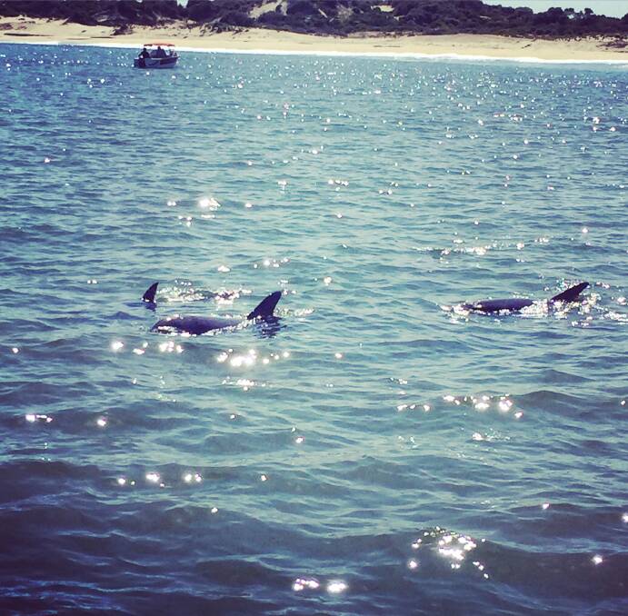 Dolphins in Koombana Bay taken on the Eco Dolphin Swim Encounter. Photo by Chloerissa Eadie. 