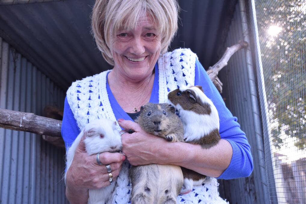 Wildlife carer Doreen Jones with the possible daughter of Kenneth, the white guinea pig, with his brother and sister. 