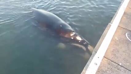 A still from Kate Wolny's video which shows the young whale at Busselton Jetty. 