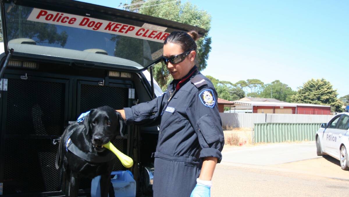 Storm, a black Labrador police sniffer dog is prepared by her handler first class constable Robinson from the Perth K9 section to search one of the houses believed to contain illegal substances.