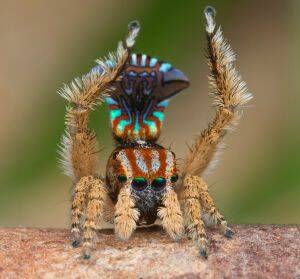 This colourful new species of peacock spider was recently unearthed near Albany