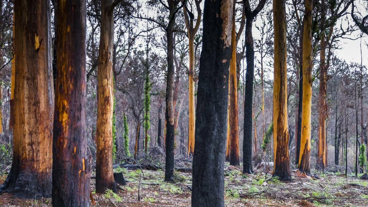 Greater Bunbury has the potential to be facing the same disaster that swept through Northcliffe last bushfire season. Picture: Ashley Pearce.   