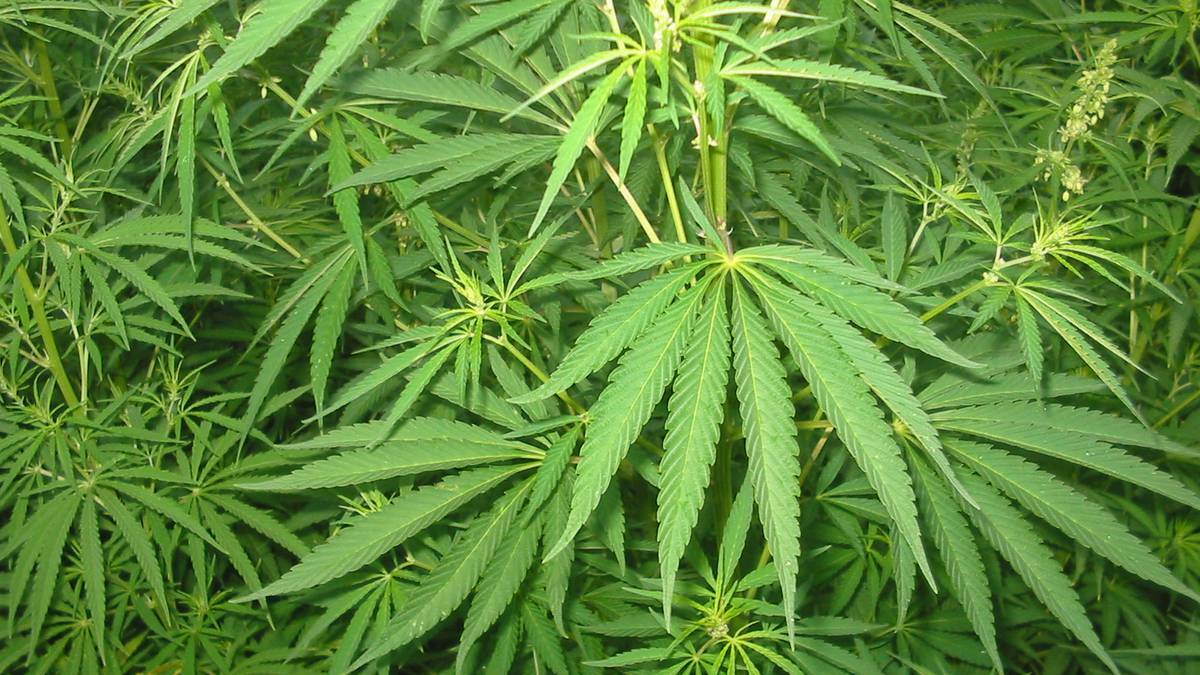 Police seize cannabis from Carey Park property