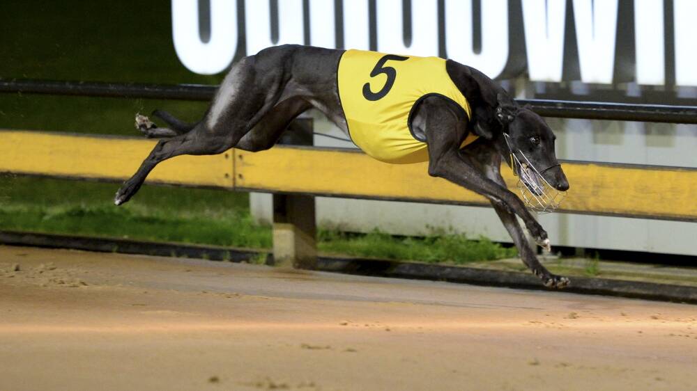 South West greyhound trainers and breeders are keen to see a track established at the Bunbury Trotting Club. Picture by Clint Anderson - Bluestream Pictures.