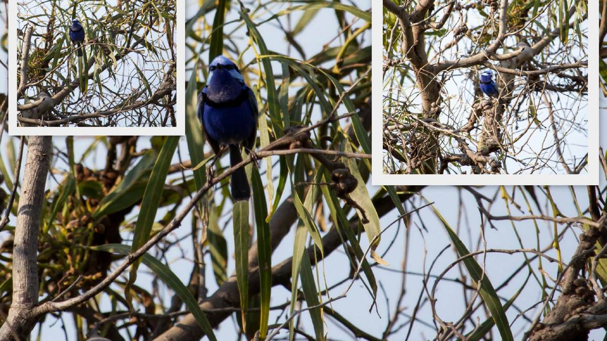 Watch out for the fairy wren at Bunbury's Big Swamp. Picture by Alison Underwood. 