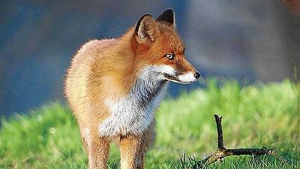 The red fox could threaten native species if it is not managed correctly, according to a Bunbury pest expert. 